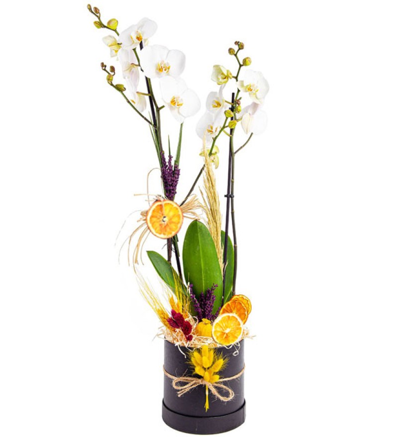 Sabuncakis Beyaz Orkide Tasarımı