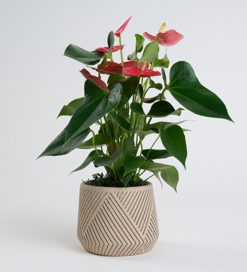 Geometrik Çizgi Desenli Saksıda Antoryum Bitkisi