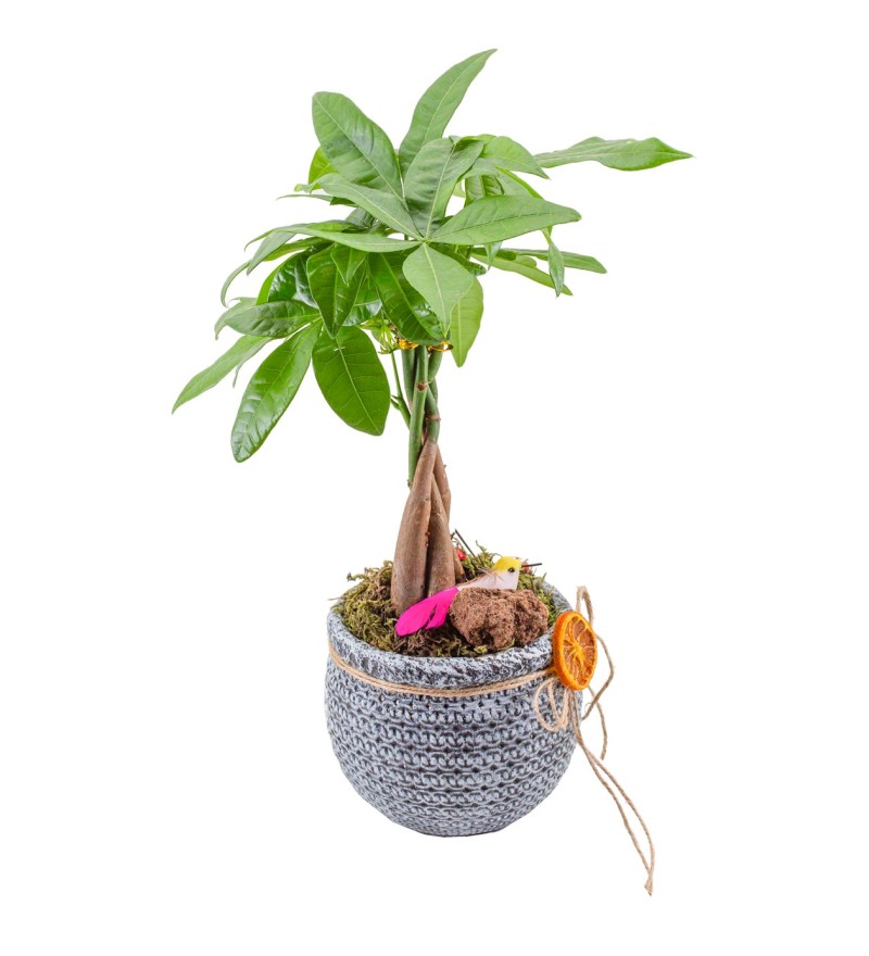 Dekor Vazoda Pachira Bitksi