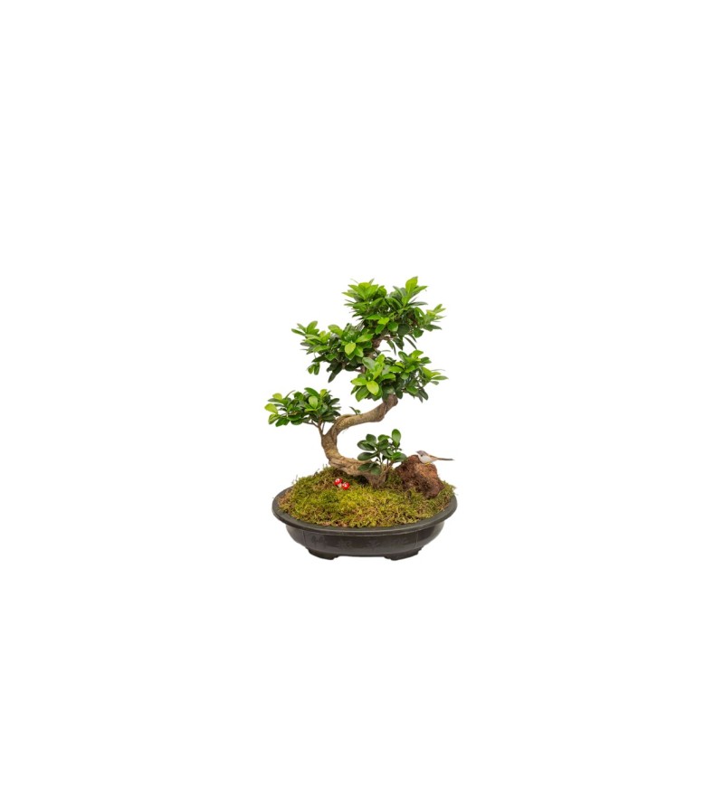 Ficus Bonsai 50 - 60 cm