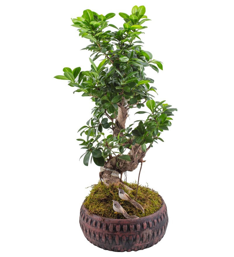 Ficus Bonsai 60 cm
