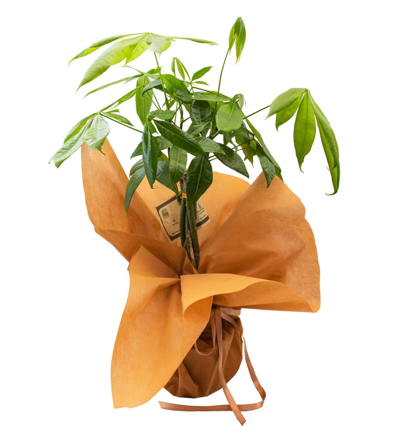 Pachira Para Bitkisi