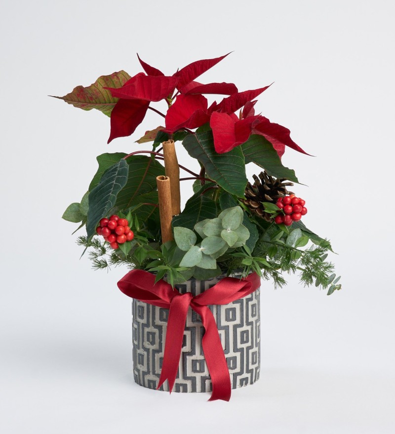 nullnullnullnullnull Desenli Beton Saksıda Ponsetya ve Kokina Çiçekleri