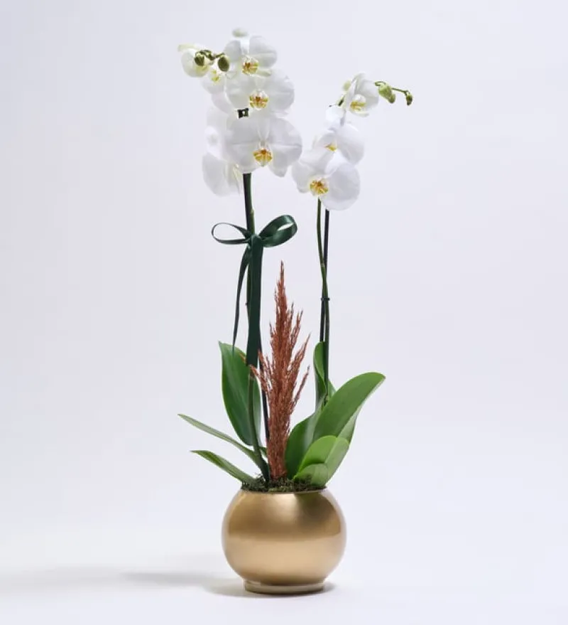 Altın Renkli Akvaryum Saksıda Beyaz Çiftli Orkide