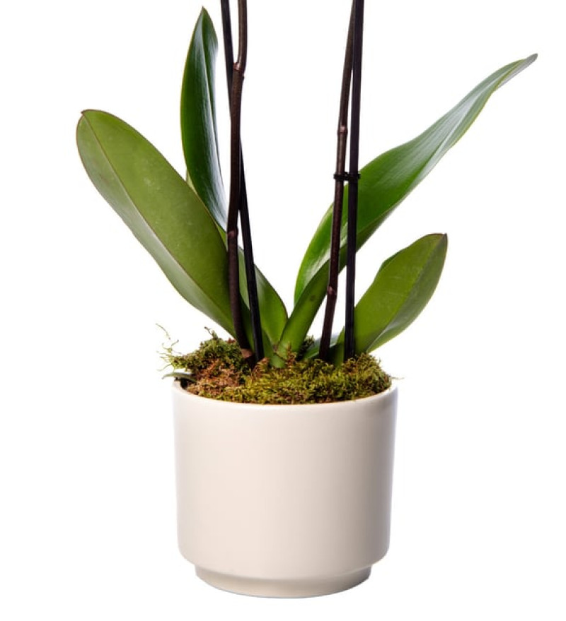 Margherita 10 Dal Mor Orkide