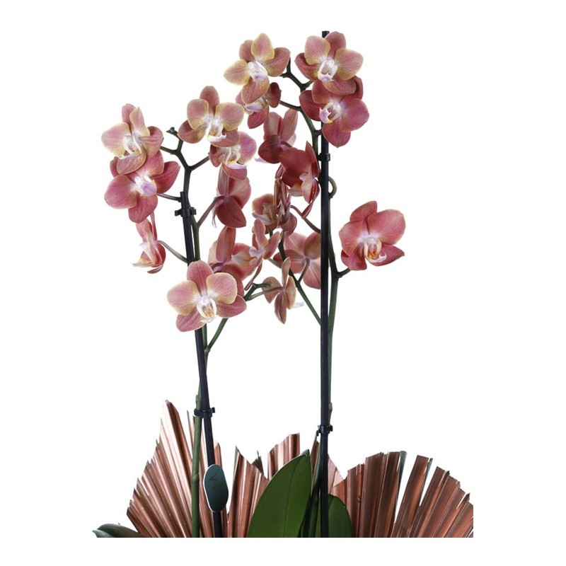 Deluxe Quality Orchid
